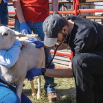 Congress, USDA Move to Shore Up Rural Veterinary Workforce
